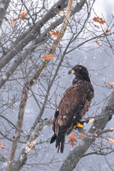 young bald eagle