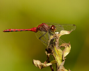 dragonfly on a branch