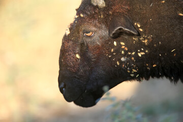 the head of a black ram is very close-up. There are a lot of sticky thorns on the wool