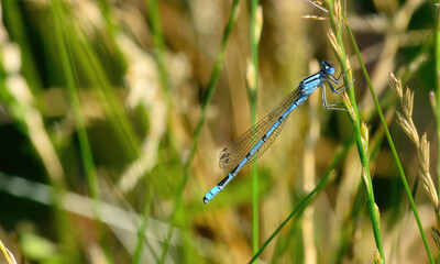 damsel fly settled in the garden
