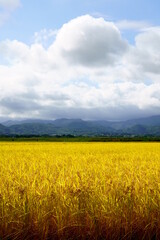 稲穂の実った水田と青空