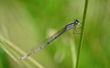 damsel fly settled in the garden
