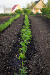 summer time. growing carrots on the farm.