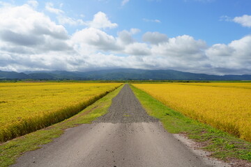 稲穂の実った水田と農道