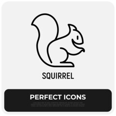 Squirrel thin line icon. Modern vector illustration.