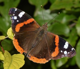 Vanessa atalanta wide open wings.