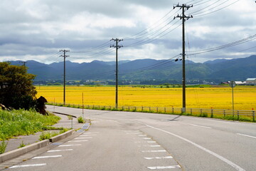 稲穂の実った水田と県道