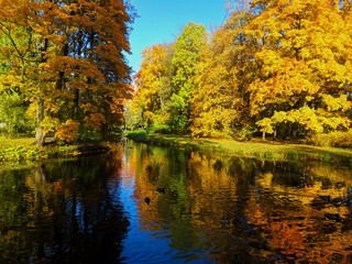 autumn trees in the park