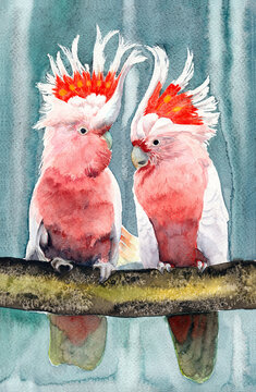 Watercolor illustration of two pink Major Mitchell's cockatoo with colorful tufts and bright pink feathers sitting on a tree branch on a gray-green background