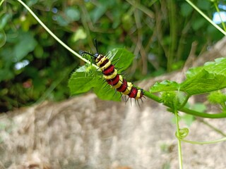 Worm life.