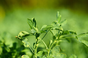 Young green lucerne on blurred background