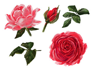 Roses  isolated on a white background