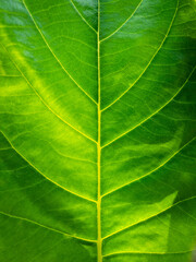 Fototapeta na wymiar Abstract Pattern of Jack Fruit Leaf