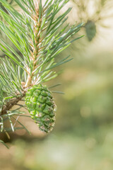 pine cone on a branch