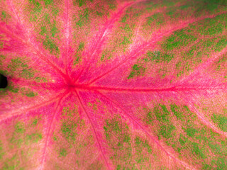 Astract Pattern of Pink Heart of Jesus Leaf