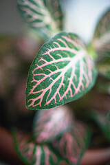 Macro shot of a fittonias leaf