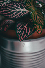 Macro shot of a fittonias leaf