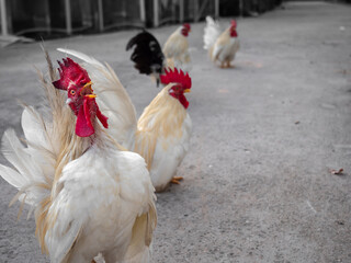 White Bantam Cock Crowing Stiff-eyed