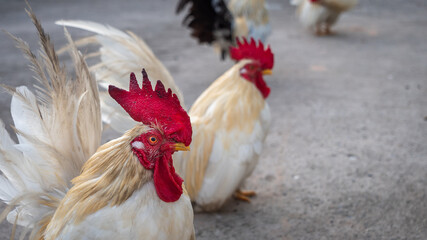 White Bantam Standing Stiff-eyed