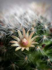 Stamen on Yellow Cactus Flowers Blooming
