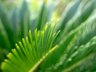 Abstract of Pointed End of The Sago Palm Leave