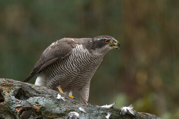 A hawk on a piece of a tree trunk