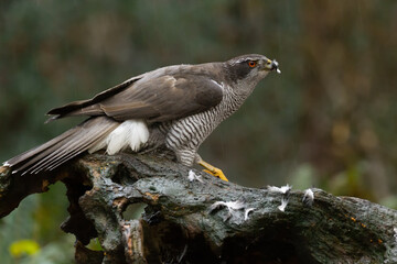 A hawk on a piece of a tree trunk