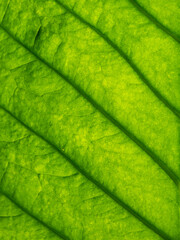 Abstract of Pattern of Jack Fruit Leaf
