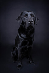 Studio shot of a Black labrador dog with brown eyes isolated on black background