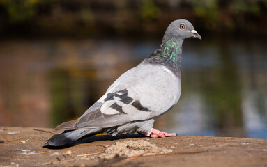 A Pigeon