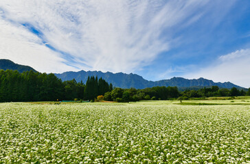 信州戸隠高原の蕎麦畑