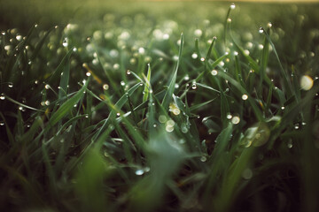 morning jewels natrra © Marta