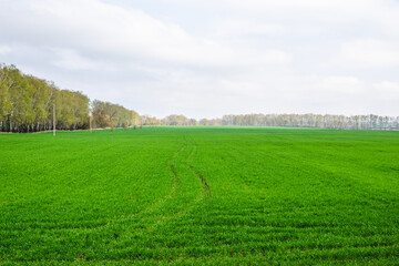 Obraz premium Wheat field in early spring treated with fertilizers using a tractor