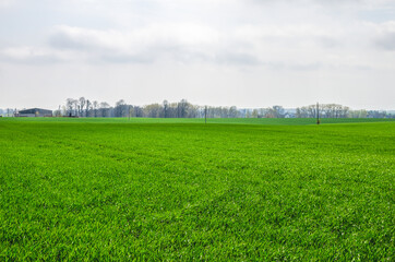 Obraz premium Concrete poles of power lines stretch to buildings in a young spring wheat field in early spring