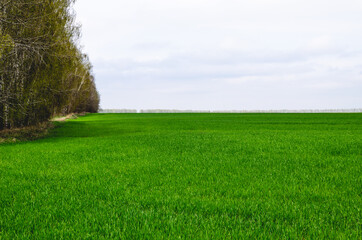 Green sprouts of wheat in a field near the forest