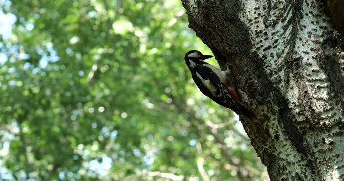 
The Great Spotted Woodpecker, Greater Spotted Woodpecker is catching insects for the chicks