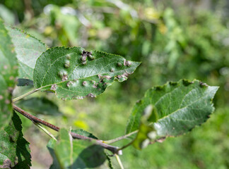 Scab on the leaves of an apple tree close-up