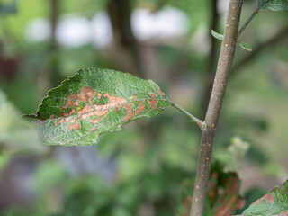 Apple tree branch with green leaves affected by a fungal disease rust