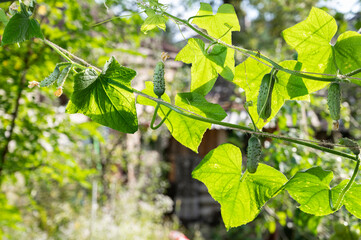 Small cucumbers in the garden