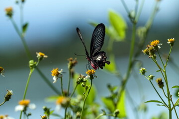 Fototapeta premium butterfly and flower