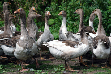 Standing group of geese
