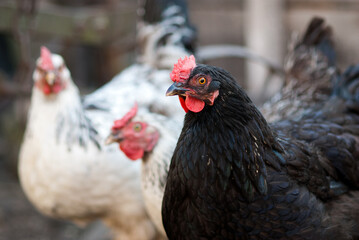 Black and white chickens on the farmyard closeup