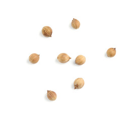 Scattered dried coriander seeds on white background, top view