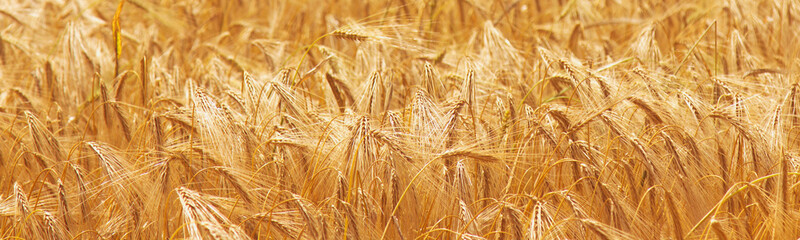 Gold barley field background (agriculture, agronomy, industry)