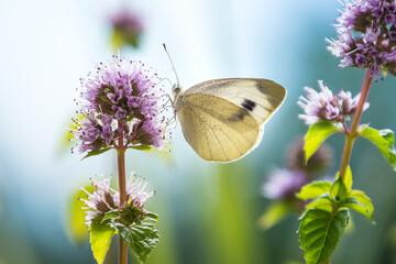 Macro of a cabbage white (pieris rapae) butterfly on a eau-de-cologne mint (mentha citrata); pesticide free environmental protection concept;	 - obrazy, fototapety, plakaty