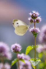 Macro of a cabbage white (pieris rapae) butterfly on a eau-de-cologne mint (mentha citrata); pesticide free environmental protection concept;	