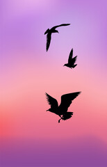 Seagulls on the background of sunset