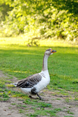 Goose on the meadow at sunset