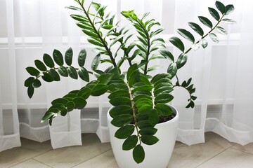 Zamioculcas Zamiifolia Plant in white flower pot standon a light background on the floor. Modern...