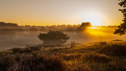 Ein Sonnenaufgang auf der Westruper Heide in Deutschland!